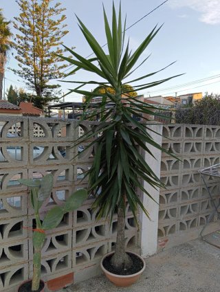 Cactus yuca 2'30 cm