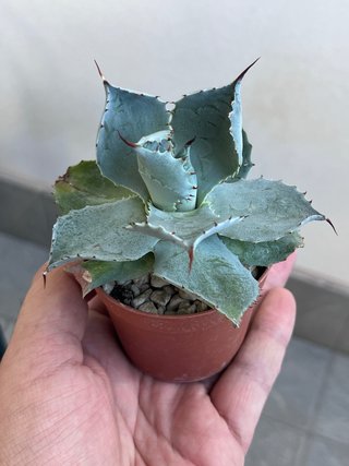 Pianta Agave pygmaea cv. Dragon Toes