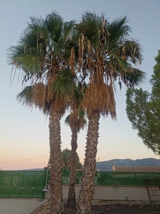 Palmeras