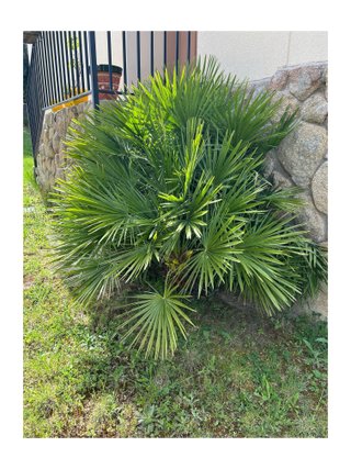 PALMERA