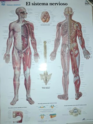 Láminas de anatomía (tamaño grande)
