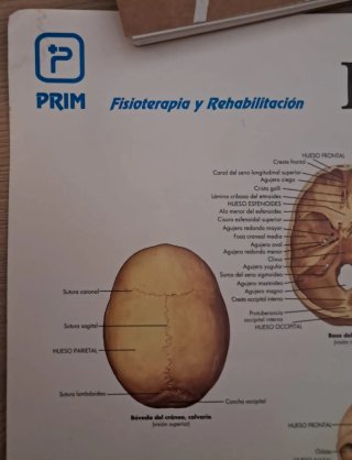 Láminas de anatomía (tamaño grande)
