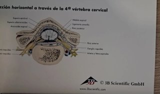 Láminas de anatomía (tamaño grande)