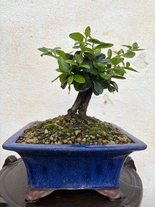Bonsái Pyracantha