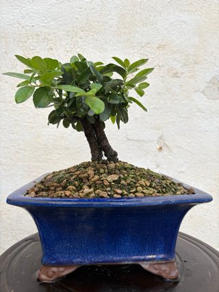 Bonsái Pyracantha