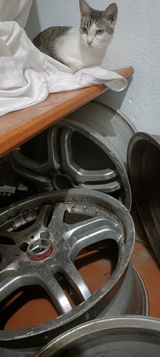Llantas 19" Mercedes AMG Doble Medida