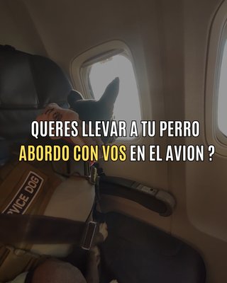 Certificado Service Dog - Viaja con tu perro