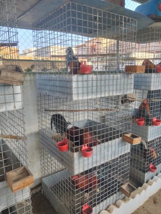 Jaulas para pollos