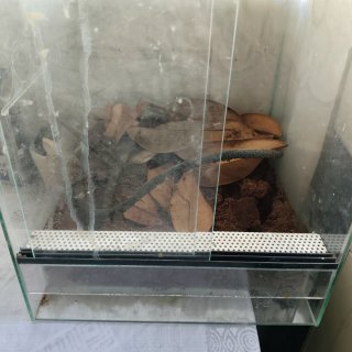 Terrario de cristal para reptiles