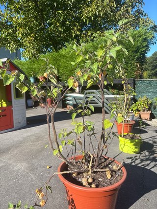 Planta Frutilla Cherry Amarillo