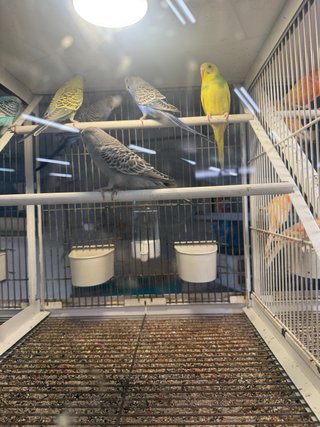 Uccelli