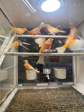 Uccelli