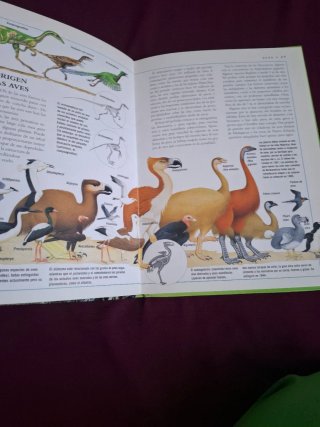 Libro Los Animales Enciclopedia Ilustrada Juvenil