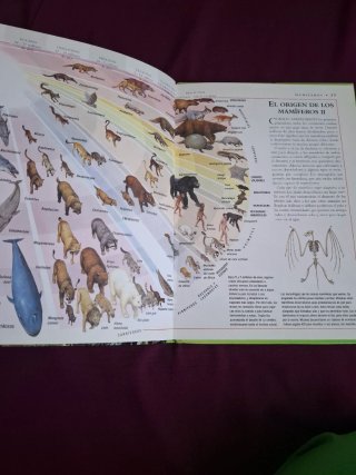 Libro Los Animales Enciclopedia Ilustrada Juvenil