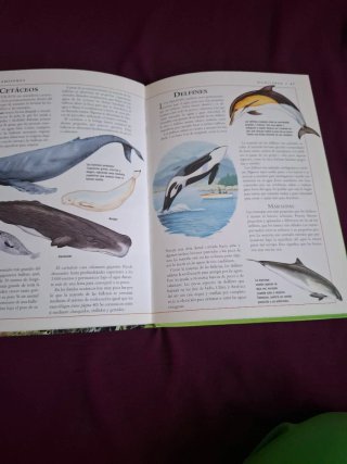 Libro Los Animales Enciclopedia Ilustrada Juvenil