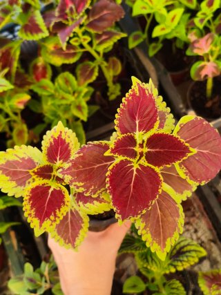 Planta Coleo Tipo 2