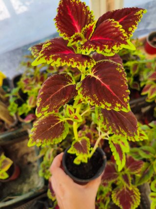 Planta Coleo tipo 4