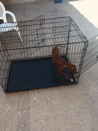 Jaula para perro grande
