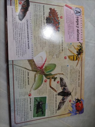 Insectos