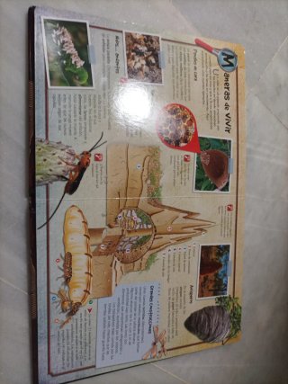 Insectos