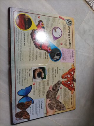 Insectos