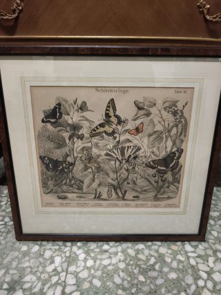 Cuadros aves e insectos