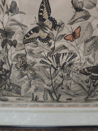 Cuadros aves e insectos