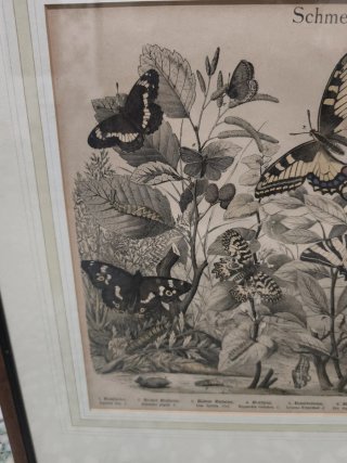 Cuadros aves e insectos