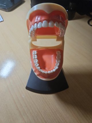 Maqueta Anatomía Bucal Dental
