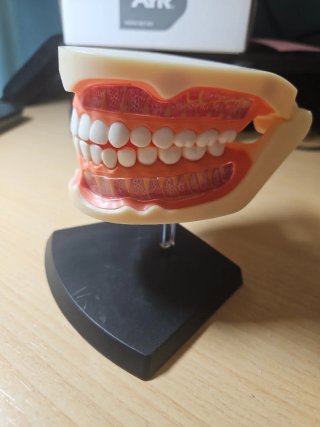Maqueta Anatomía Bucal Dental