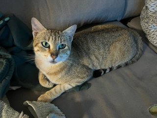 Gata de 1 año y medio