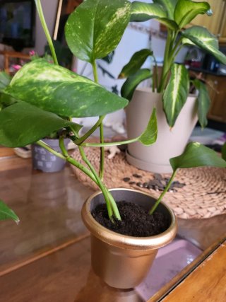 Planta Potos en maceta dorada