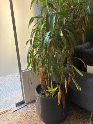 Jardinera autorriego negra