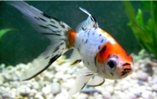 vende peces de agua fría 5 euros los 15