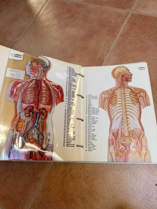 Atlas anatómico de Érase una vez el cuerpo humano