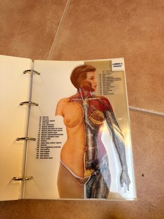 Atlas anatómico de Érase una vez el cuerpo humano