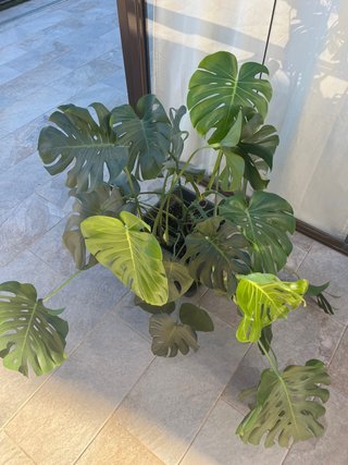 Planta Costilla de Adán (Monstera)