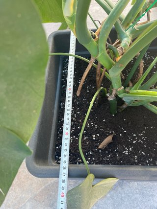Planta Costilla de Adán (Monstera)