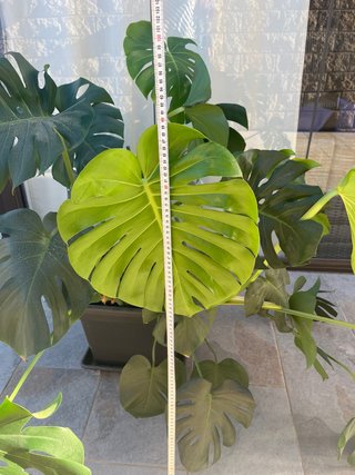 Planta Costilla de Adán (Monstera)