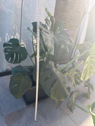 Planta Costilla de Adán (Monstera)