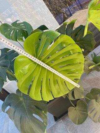 Planta Costilla de Adán (Monstera)
