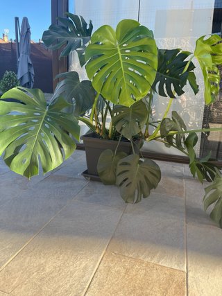 Planta Costilla de Adán (Monstera)