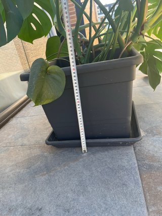 Planta Costilla de Adán (Monstera)