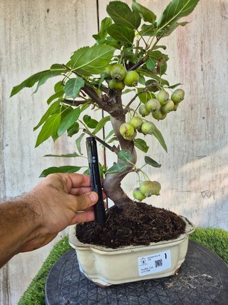 Bonsai Manzano Malus 10A1  oferta hasta 5oct