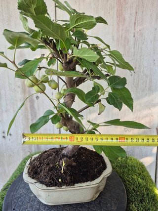 Bonsai Manzano Malus 10A1  oferta hasta 5oct