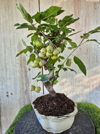 Bonsai Manzano Malus 10A1  oferta hasta 5oct