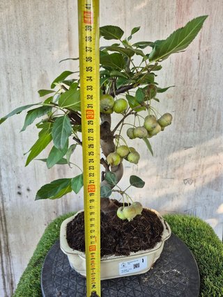 Bonsai Manzano Malus 10A1  oferta hasta 5oct