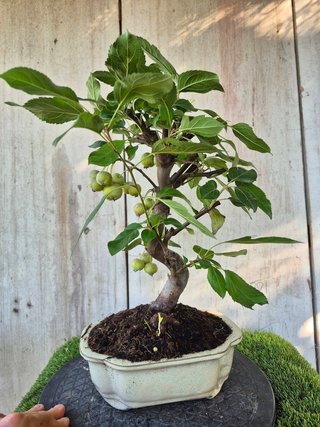 Bonsai Manzano Malus 10A1  oferta hasta 5oct