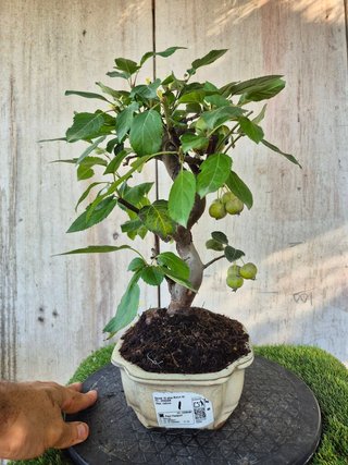 Bonsai Manzano Malus 10A1  oferta hasta 5oct