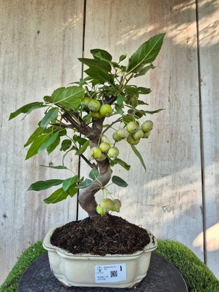 Bonsai Manzano Malus 10A1  oferta hasta 5oct